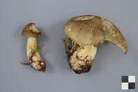 Tricholoma saponaceum image